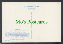 Load image into Gallery viewer, Nature Postcard - Flowers - Laburnum