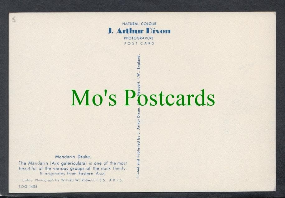Birds Postcard - Mandarin Drake