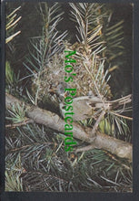 Load image into Gallery viewer, Birds Postcard - Goldcrest (Regulus Regulus)