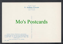 Load image into Gallery viewer, Birds Postcard - Common Redstart