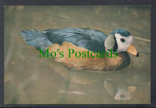 Load image into Gallery viewer, Birds Postcard - African Pygmy Goose