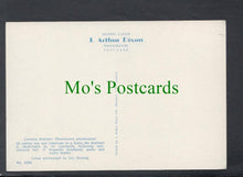 Load image into Gallery viewer, Birds Postcard - Common Redstart