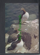 Load image into Gallery viewer, Birds Postcard - Guillemots