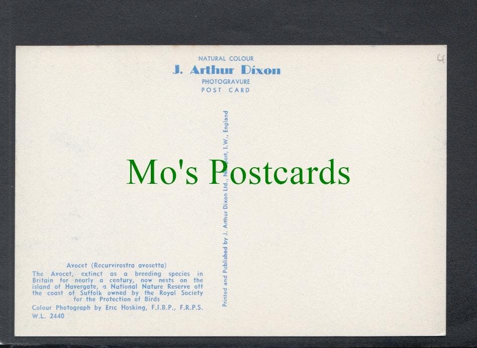 Birds Postcard - The Avocet