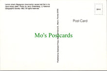 Load image into Gallery viewer, Animals Postcard, Lemon Shark