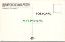 Load image into Gallery viewer, World's Largest Rosebush, Tombstone, Arizona