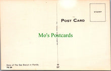 Load image into Gallery viewer, Nature Postcard - Florida Sea Biscuit