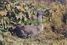 Load image into Gallery viewer, Birds Postcard - Red Throated Diver