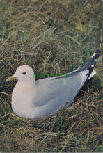Load image into Gallery viewer, Birds Postcard - Common Gull