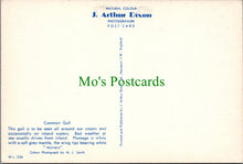 Load image into Gallery viewer, Birds Postcard - Common Gull