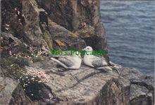 Load image into Gallery viewer, Birds Postcard - Fulmar (Fulmarus Glacialis)