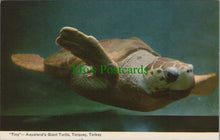 Load image into Gallery viewer, Aqualand's Giant Turtle, Torquay, Torbay