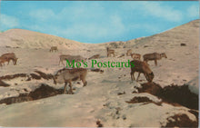 Load image into Gallery viewer, Reindeer in The Cairngorms