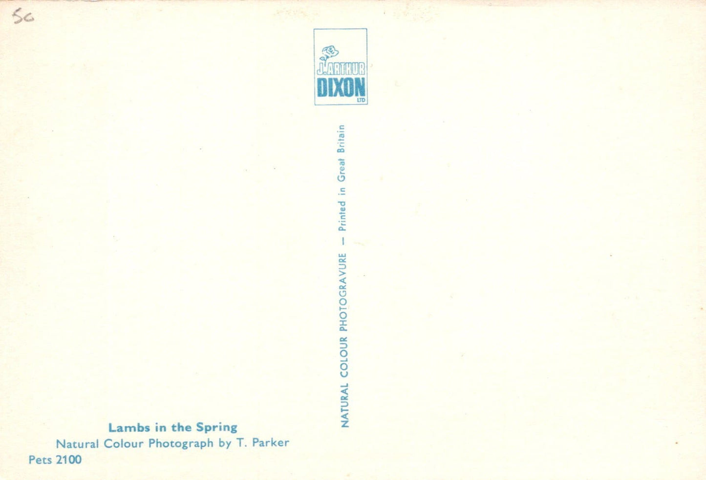 Animals Postcard - Lambs in The Spring - Mo’s Postcards