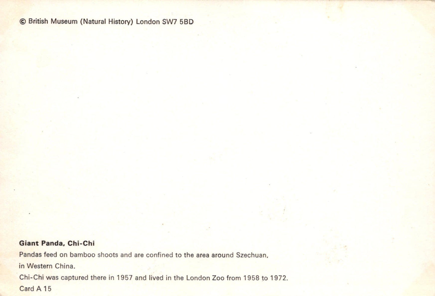 Animals Postcard - Giant Panda, Chi-Chi - British Museum - Mo’s Postcards