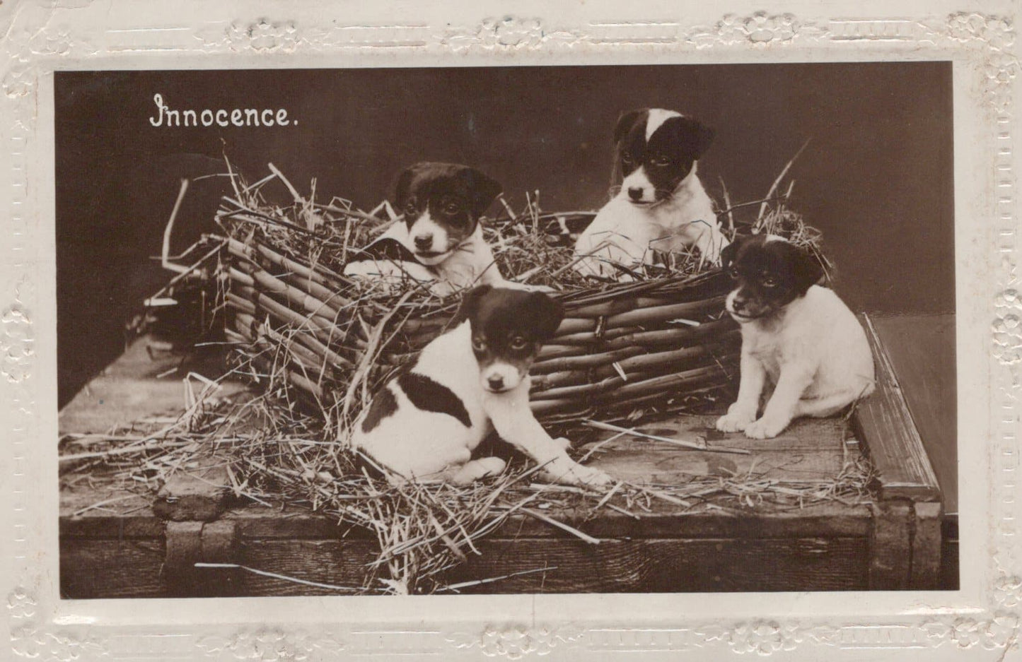 Animals Postcard - Dogs - Four Puppies - Innocence, 1926 - Mo’s Postcards