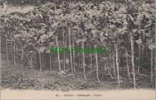 Load image into Gallery viewer, Channel Islands, Jersey Cabbages - Choux