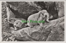Load image into Gallery viewer, Animals Postcard - Marmot / Murmeltiere