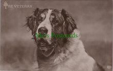 Load image into Gallery viewer, Dogs Postcard - The Veteran