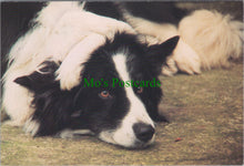 Load image into Gallery viewer, Dog Postcard - Tsar The Border Collie