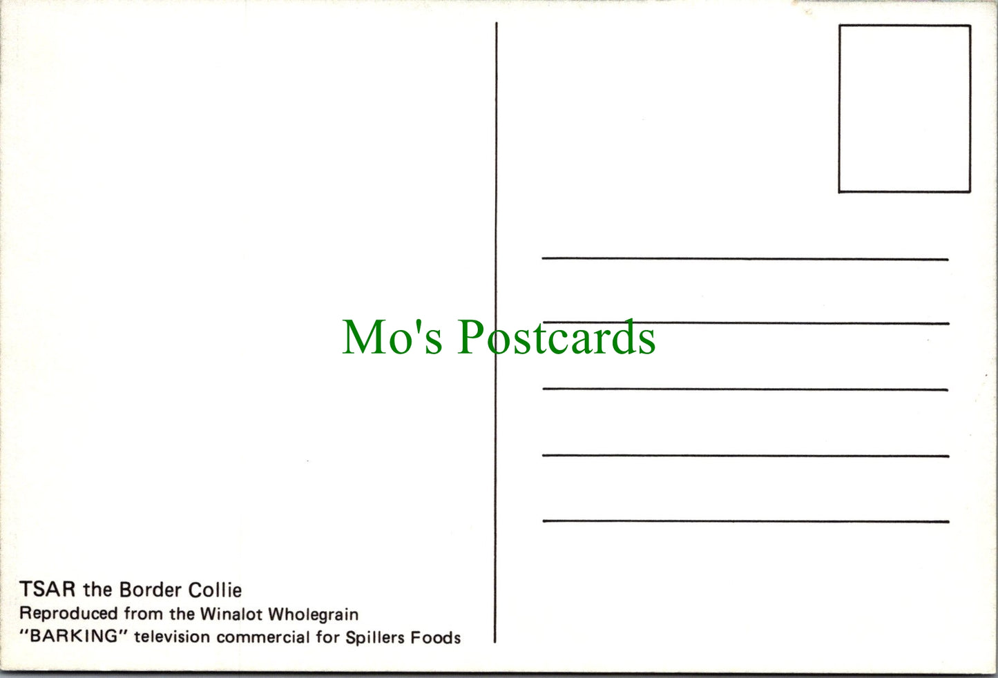 Dog Postcard - Tsar The Border Collie