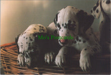 Load image into Gallery viewer, Dog Postcard - The Dalmation Puppies