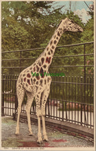 Load image into Gallery viewer, A Giraffe at The Bristol Zoo