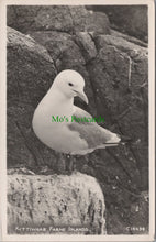 Load image into Gallery viewer, Birds Postcard - Kittiwake, Farne Islands