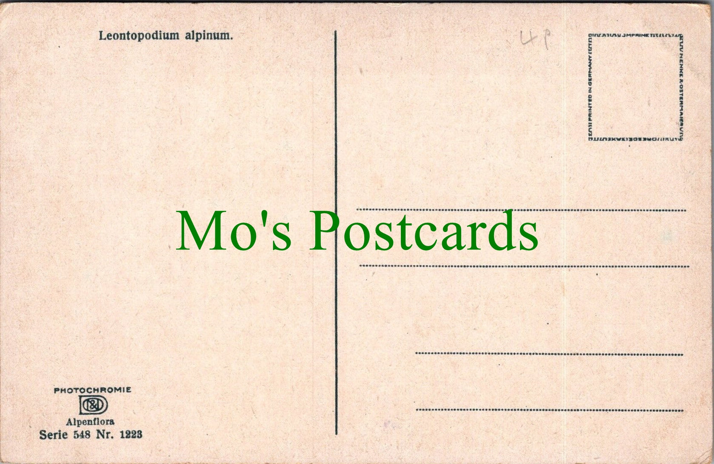 Flowers Postcard - Leontopodium Alpinum
