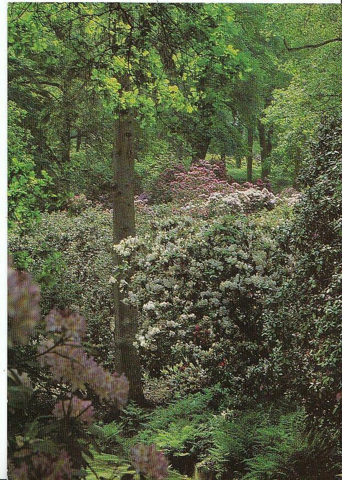Wiltshire Postcard - The Rhododendron Walk, Bowood, Calne   AB598
