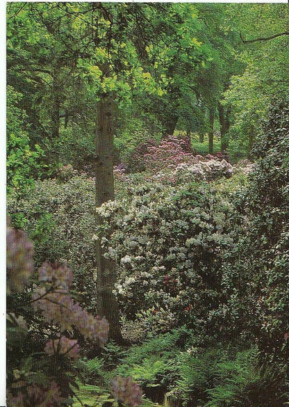 Wiltshire Postcard - The Rhododendron Walk, Bowood, Calne   AB598