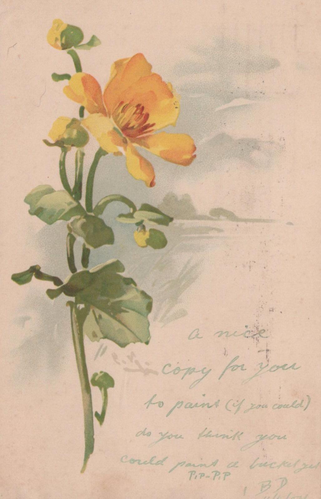 Flower Postcard-Marsh Marigold (Caltha Palustris) or a Buttercup Type Bloom XT52