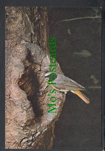 Birds Postcard - Common Redstart SW3905