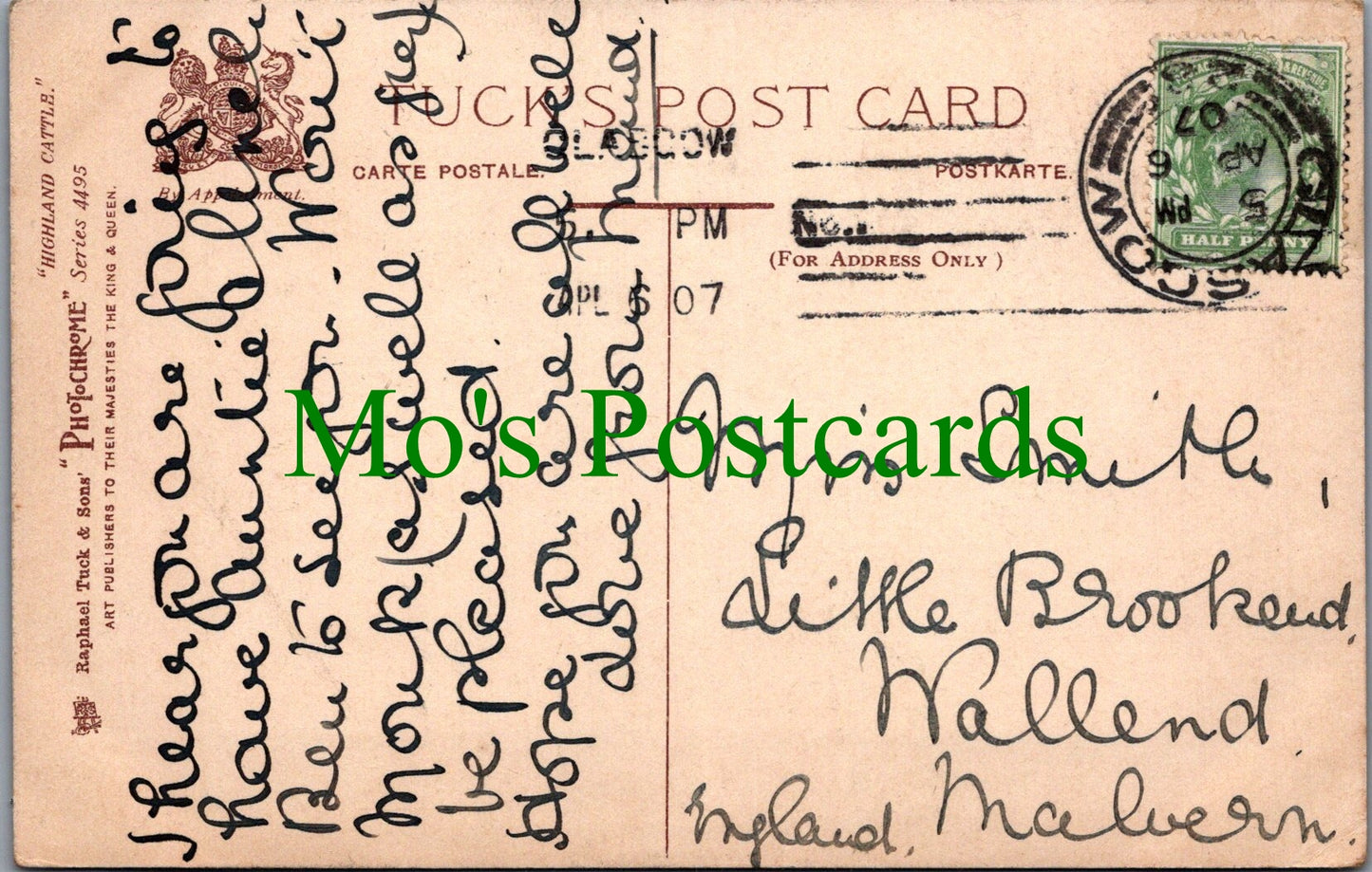 Scotland Postcard - Highland Cattle at Aberfoyle  SW11992