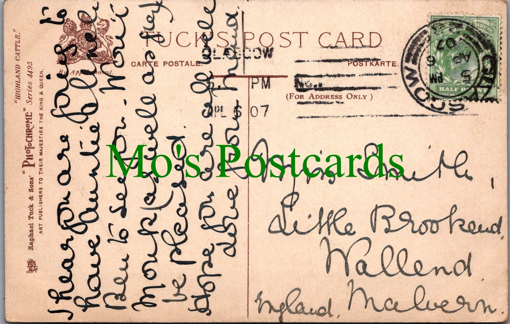 Scotland Postcard - Highland Cattle at Aberfoyle  SW11992