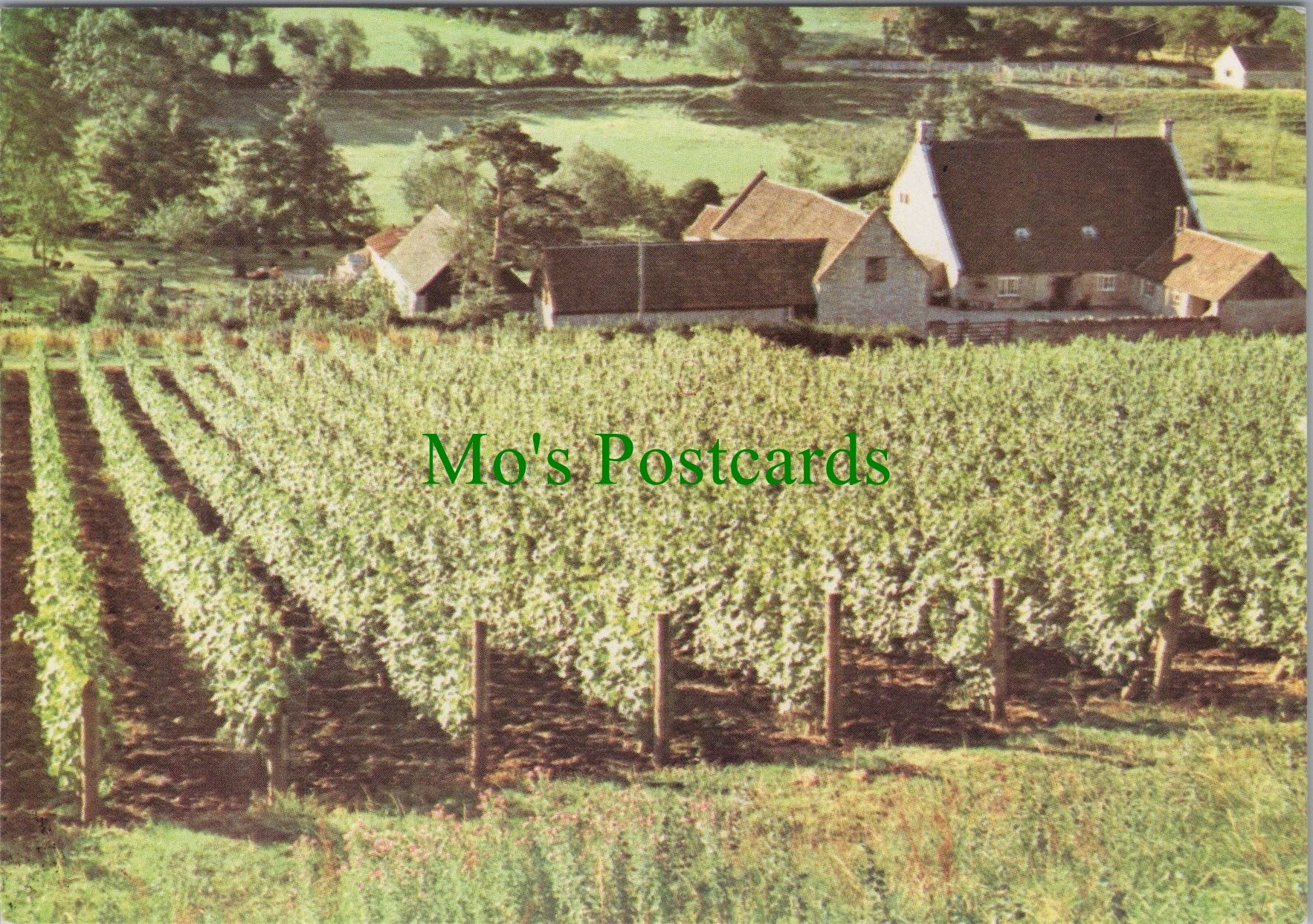 Somerset Postcard - Wootton Vines, North Wootton, Nr Wells   SW11454