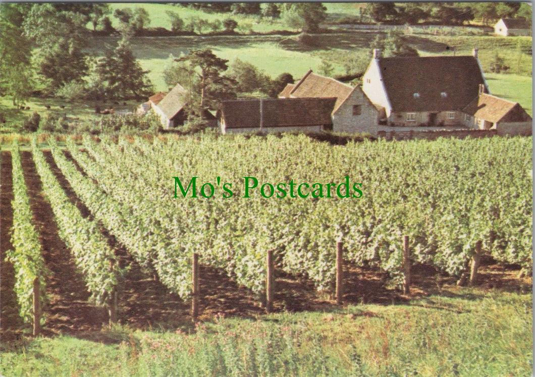 Somerset Postcard - Wootton Vines, North Wootton, Nr Wells   SW11454