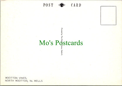 Somerset Postcard - Wootton Vines, North Wootton, Nr Wells   SW11454
