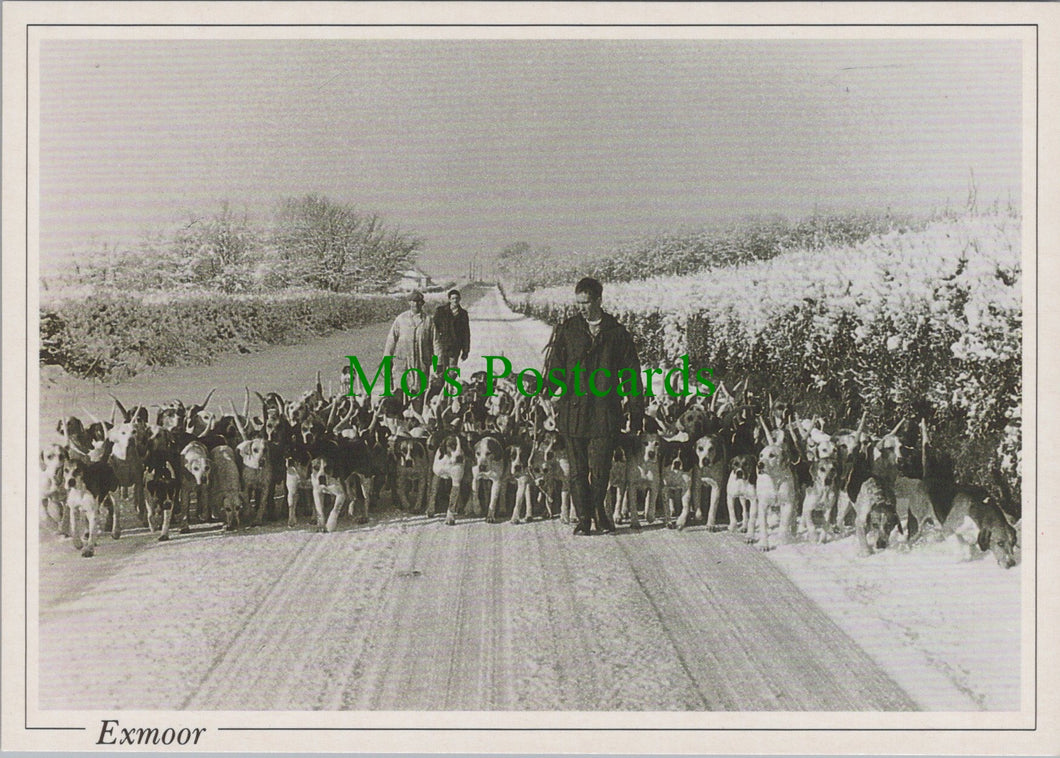 Animals Postcard - Dogs, Devon and Somerset Staghounds  SW11457