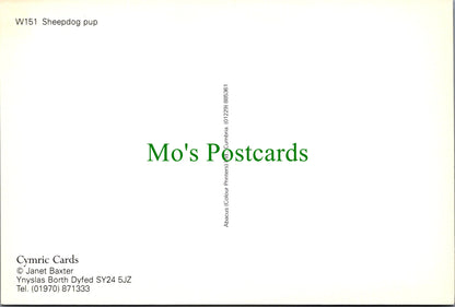 Animals Postcard - Dogs, Sheep Dog Pup SW11470