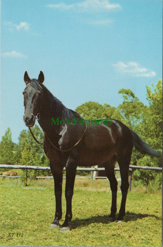 Animals Postcard - A Beautiful Horse    SW11748