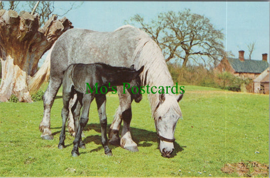Animals Postcard - Horse and Foal Grazing    SW11753