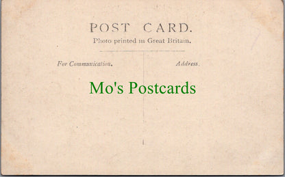 Animals Postcard - Five Cute Dogs on a Wall  SW13061
