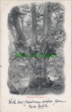 Load image into Gallery viewer, Buckinghamshire Postcard - Burnham Beeches  SW11019
