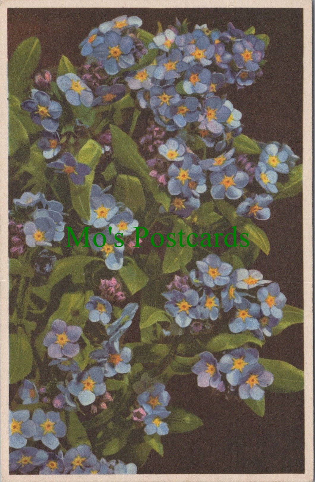 Nature Postcard - Flowers, Water Forget-Me-Not, Myosotis Palustris SW11083