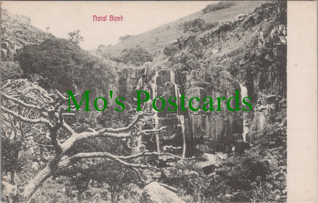 South Africa Postcard - Natal Bush   SW11108
