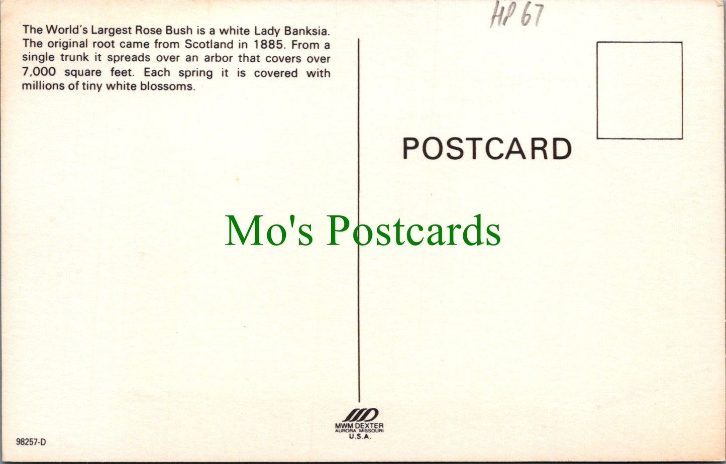 America Postcard - Tombstone, Arizona, World's Largest Rosebush  HP67