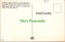 Load image into Gallery viewer, America Postcard - Tombstone, Arizona, World&#39;s Largest Rosebush  HP67
