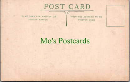 Hampshire Postcard - Heads of Two Fallow Deer, The New Forest SW11226