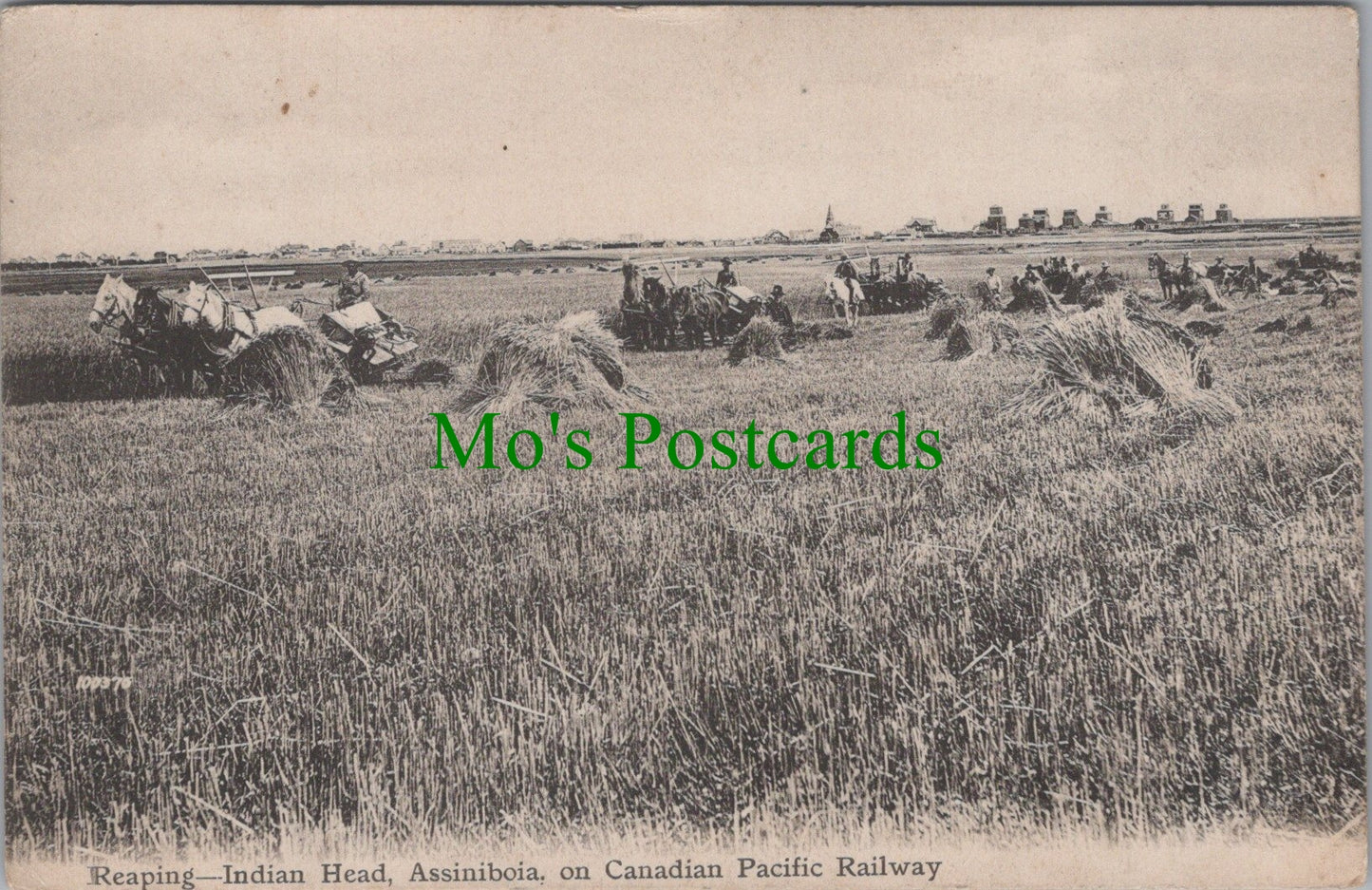 Canada Postcard - Reaping, Indian Head, Assiniboia SW11256